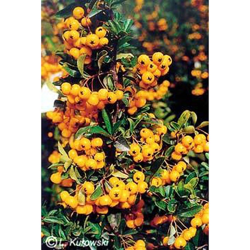 [PYCSOR] Pyracantha coccinea 'Soleil d'Or' (Conteneur - 7,5 ltr - 80-100 cm)