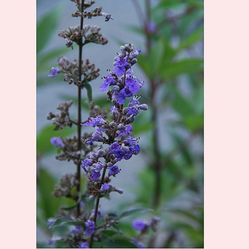 [VIALAT] Vitex agnus-castus latifolia (Conteneur - 7,5 ltr - 80-100 cm)