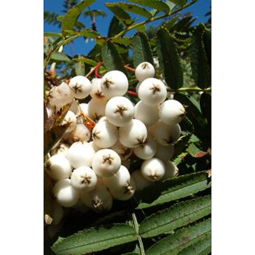 [SOCAS] Sorbus cashmiriana (80-100 cm)