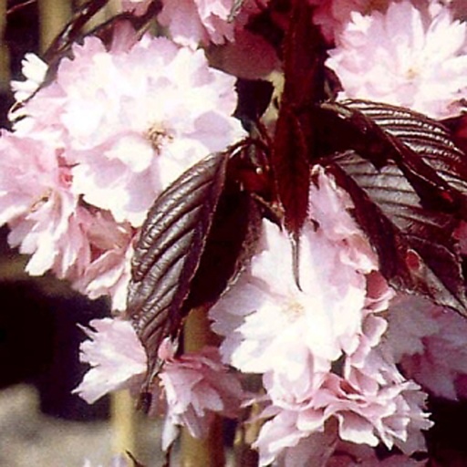 [PRSRBU] Prunus serrulata 'Royal Burgundy' (Racines nues - haute tige - 8-10 cm)