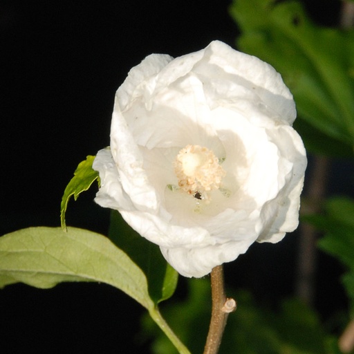 [HISDIA] Hibiscus syr. 'Diana' (Conteneur - 12 ltr)