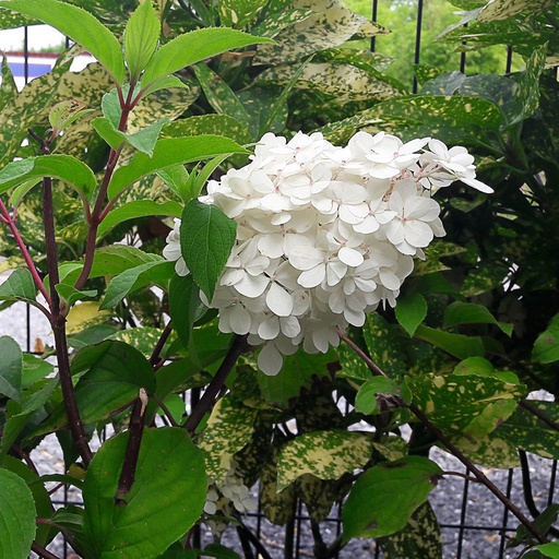 [HYPVF] Hydrangea pan. 'Vanille Fraise' ® (Conteneur - tige de 100 cm - 12 ltr)