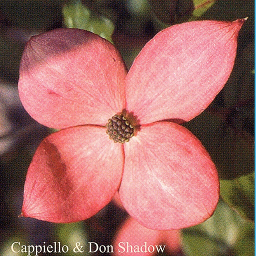 [COKRRO] Cornus kousa 'Rosea ex Rosemoor' (2 ltr)