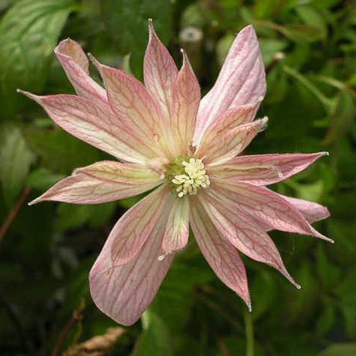 [CLMMAR] Clematis montana 'Marjorie' (Conteneur - 2 ltr)