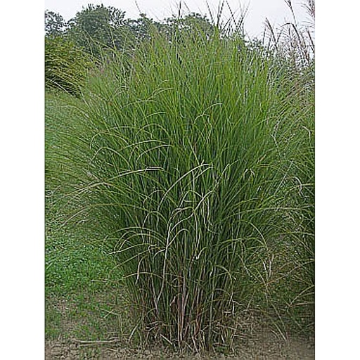 [MISGR] Miscanthus sinensis 'Gracillimus' (Conteneur - 2 ltr)