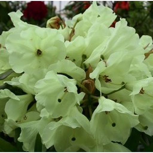 [RHHGO] Rhododendron 'haida Gold' (Conteneur - 2 ltr)