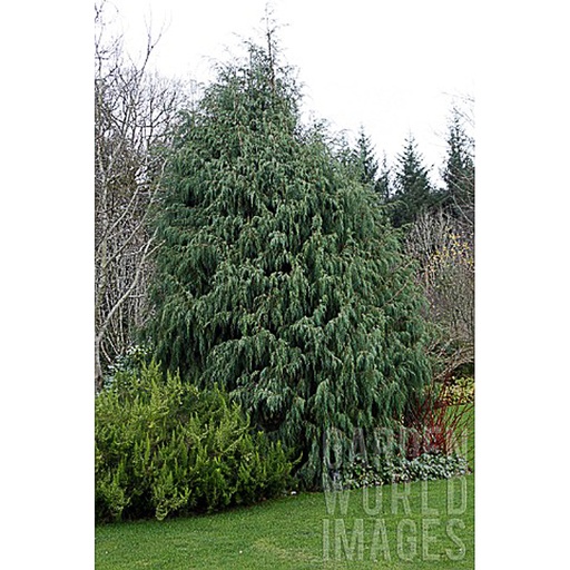 [JURCAS] Juniperus recurva 'Castelwellan' (Conteneur - 2 ltr)