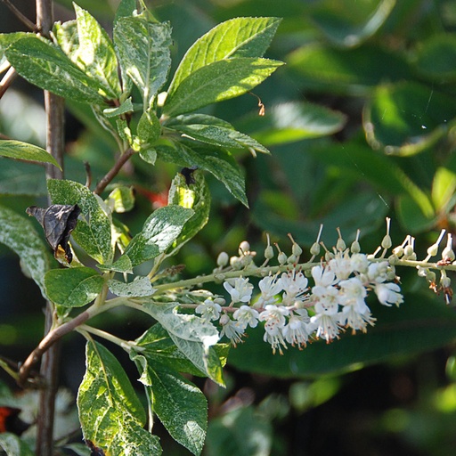 [CLACC] Clethra alnifolia 'Creel's Callico' (Conteneur - 3 ltr)