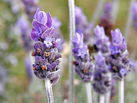 [LAARG] Lavandula ang. 'Richard Gray' (Conteneur - 3 ltr)