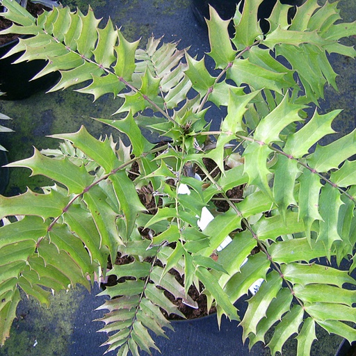 [MALOM] Mahonia lomariifolia (Conteneur - 3 ltr)