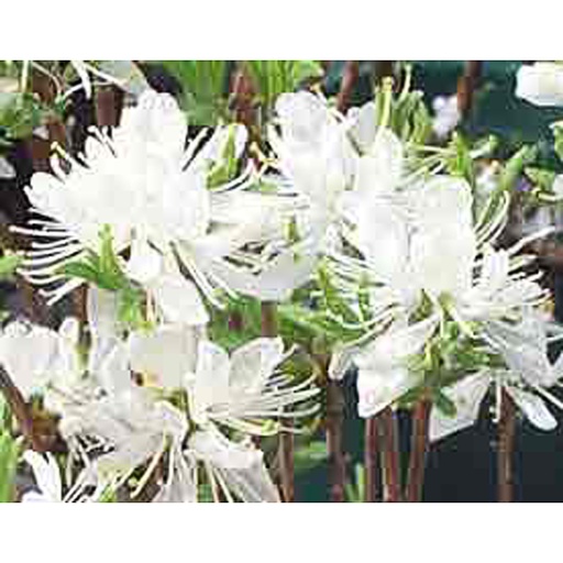 [RHCAL] Rhododendron 'Catawbiense Album' (Conteneur - 3 ltr)