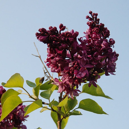 [SYVEHA] Syringa vulg. 'Mrs Edward Harding' (Conteneur - 3 ltr)