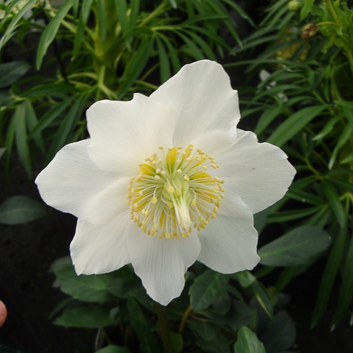 [HENIGER] Helleborus niger (Conteneur - 3 ltr)