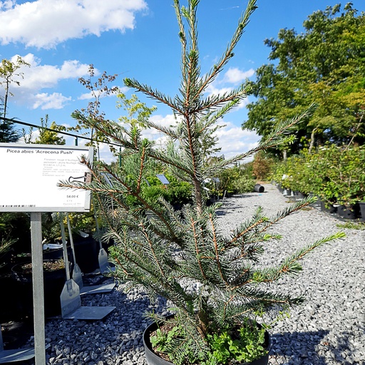 [PIAAP] Picea abies 'Acrocona Push' (Conteneur - 3 ltr)