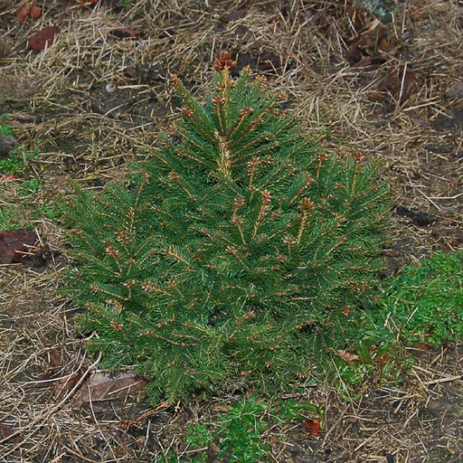 [PIACAP] Picea abies 'Capitata' (Conteneur - 3 ltr)