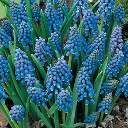 [MUARM] Muscari armeniacum (Conteneur - 3 ltr)