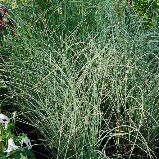 [MISMLI] Miscanthus sinensis Morning Light' (Conteneur - 3 ltr)