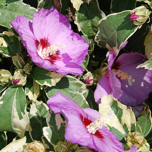 [HISME] Hibiscus syr. 'Meehanii' (Conteneur - 3 ltr)