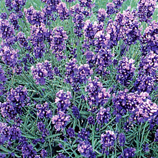 [LAAHI] Lavandula ang. 'Hidcote' (Conteneur - 3 ltr)