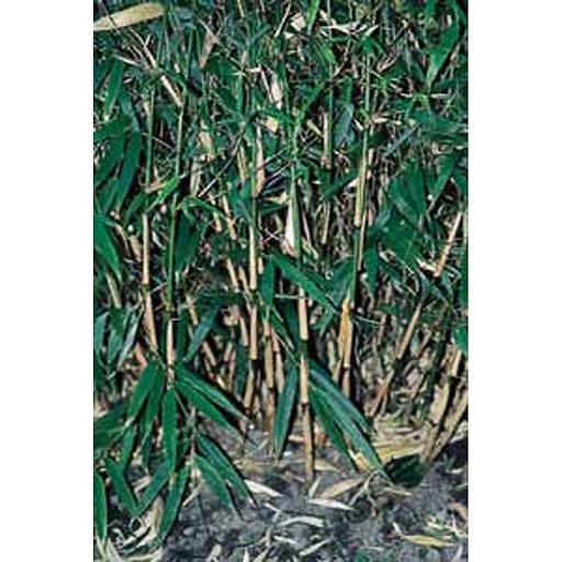 [FARUFA] Fargesia 'Rufa' (Conteneur - 3 ltr - 60-80 cm)