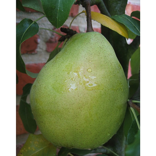 [PYBHARD] Pyrus com. 'Beurré Hardy' (Conteneur - demi tige - 7,5 ltr)