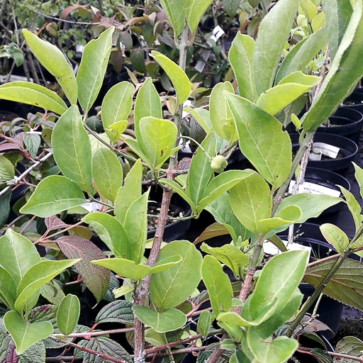 [EUHCAL] Euonymus hamiltonianus 'Calocarpus' (Conteneur - 7,5 ltr)