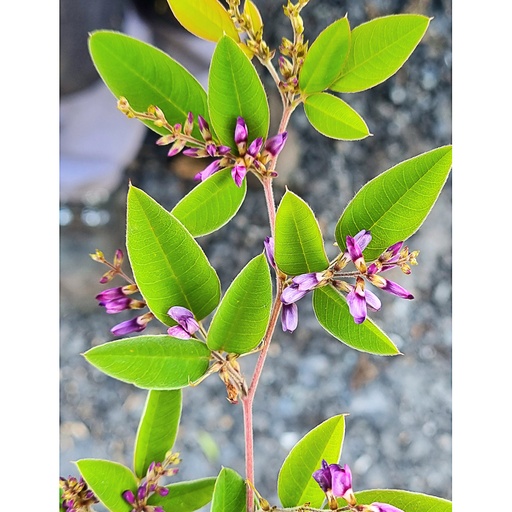 [LEBYA] Lespedeza bicolor 'Yakushima' (Conteneur - 7,5 ltr)
