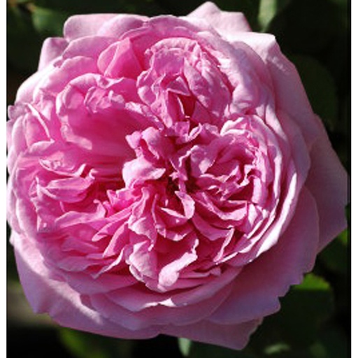 [ROCCH] Rosa 'Comte de Chambord' (Conteneur - 7,5 ltr)