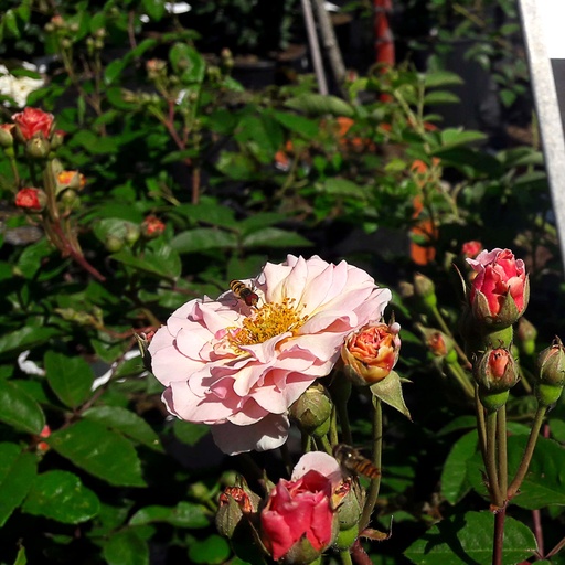 [ROCORN] Rosa 'CORNELIA' (Conteneur - 7,5 ltr)