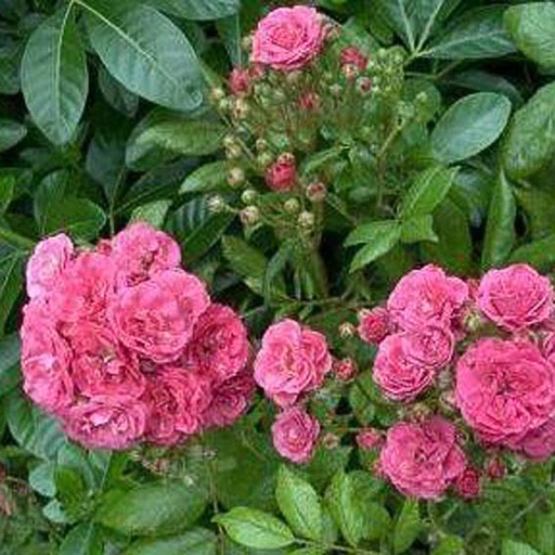 [RODIN] Rosa 'Dinky' (Conteneur - 7,5 ltr)