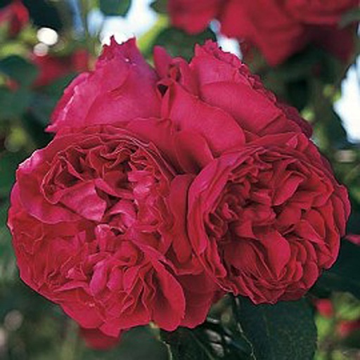 [ROETAB] Rosa 'Eric Tabarly®' Meidrason (Conteneur - 7,5 ltr)