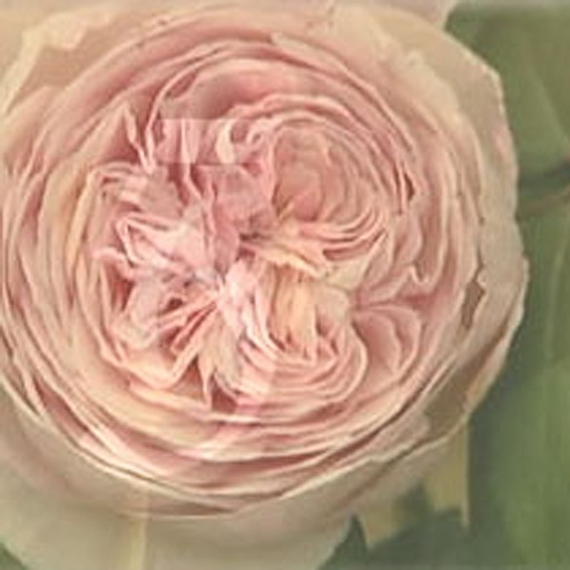 [ROGHA] Rosa 'Geoff Hamilton' (Conteneur - 7,5 ltr)