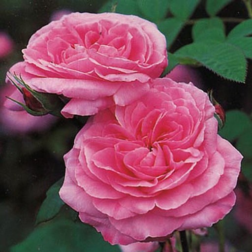 [ROGJE] Rosa 'GERTRUDE JEKYLL'® (Conteneur - 7,5 ltr)