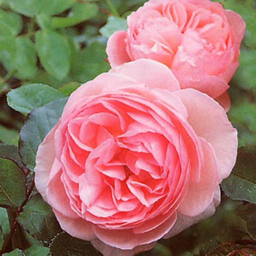 [ROHERI] Rosa 'Heritage' (Conteneur - 7,5 ltr)