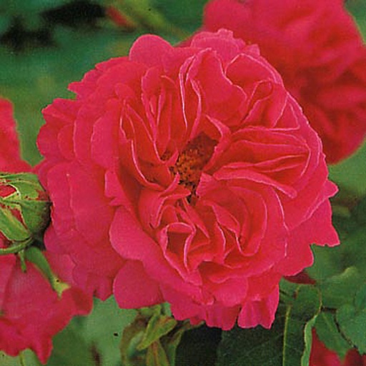 [ROMIPER] Rosa 'Madame Isaac Pereire' (Conteneur - 7,5 ltr)