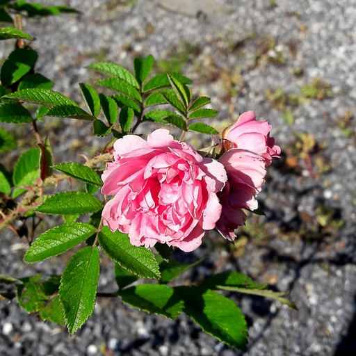 [ROPGROO] Rosa 'PINK GROOTENDORST' (Conteneur - 7,5 ltr)