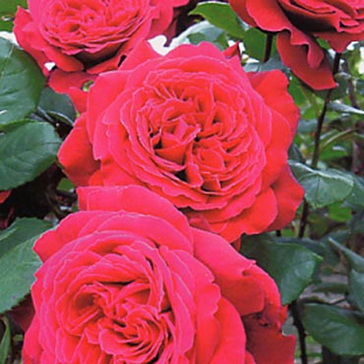 [RORERO] Rosa 'RED EDEN ROSE' (Conteneur - 7,5 ltr)