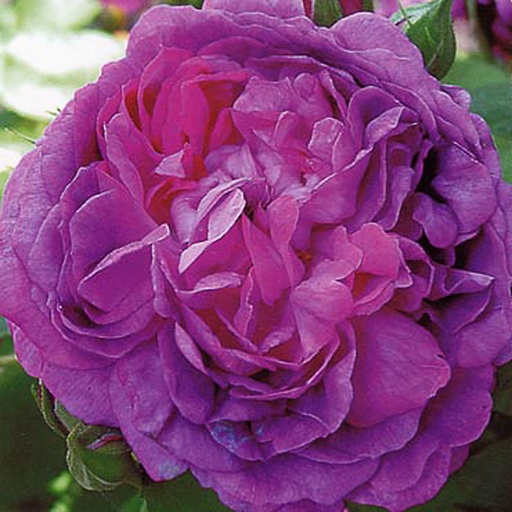 [RORVIO] Rosa 'REINES DES VIOLETTES' (Conteneur - 7,5 ltr)