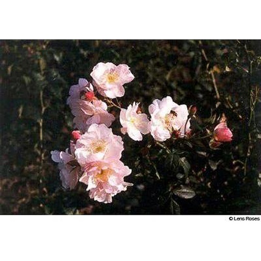 [ROSORC] Rosa 'Sourire d'Orchidee' (Conteneur - 7,5 ltr)