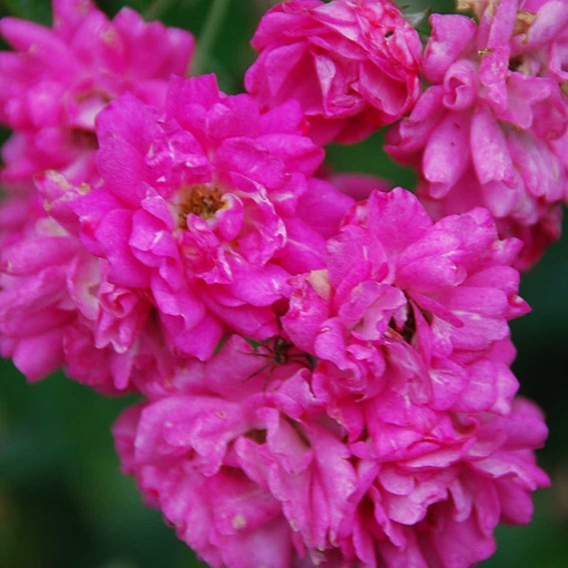 [ROSDO] Rosa 'Super Dorothy' (Conteneur - 7,5 ltr)