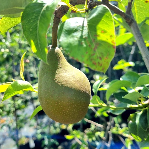 [PYBDUR] Poirier / Pereboom 'Beurré Durondeau' (espalier)