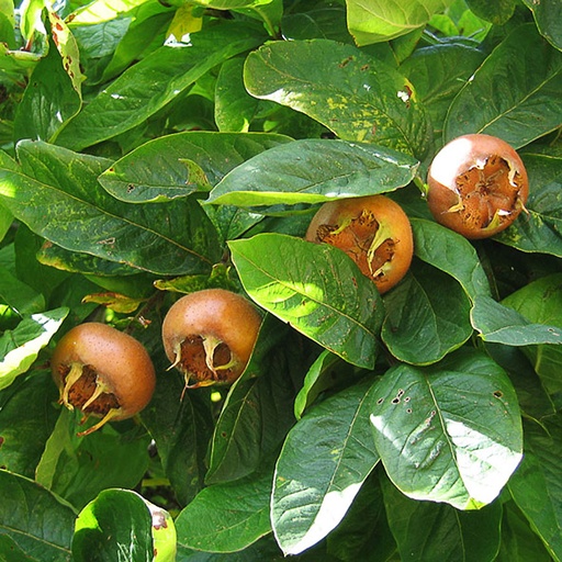 [MEGER] Mespilus germanica (Racines nues - basse tige)