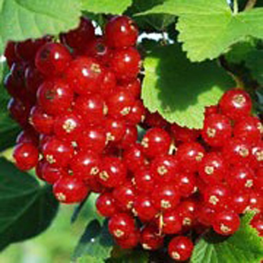 [RIRROV] Ribes rubrum `Rovada` (basse tige)