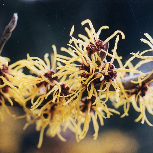 [HAIRC] Hamamelis x int. 'Ripe Corn'
