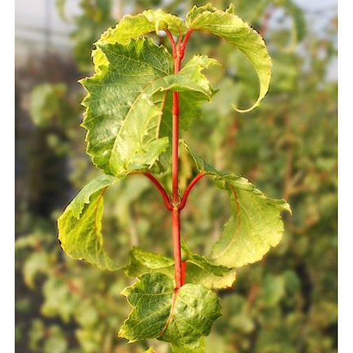 [ACCMOZ] Acer x conspicuum 'Mozart' (Conteneur - cépée)