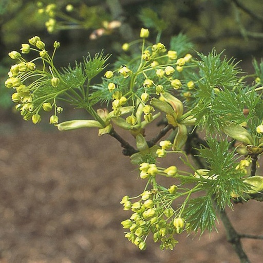 [ACPPALMATIFID] Acer platanoides 'Palmatifidum' (Conteneur - haute tige)
