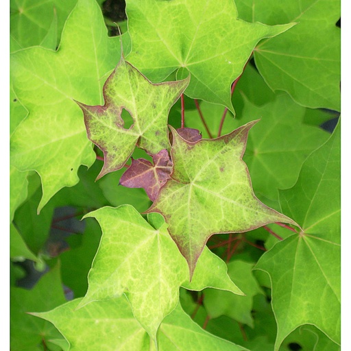 [ACCAU] Acer cappadocicum 'Aureum' (Motte)