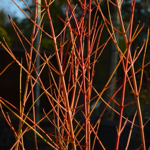 [COSMF] Cornus sanguinea 'Midwinter Fire'