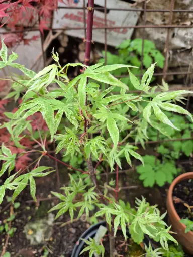 [ACPUKI] Acer palm. 'Ukigumo' (Conteneur)