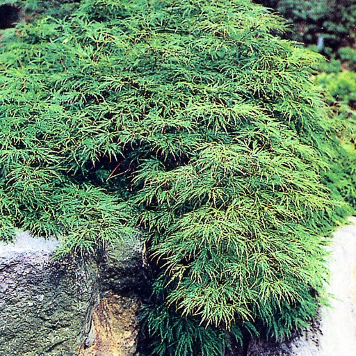 [ACPDI] Acer palm. 'Dissectum' (Conteneur)